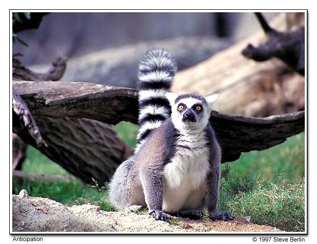 The Lemur, Los Angeles Zoo