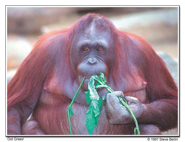Got Grass?  The Orangutan, Los Angeles Zoo