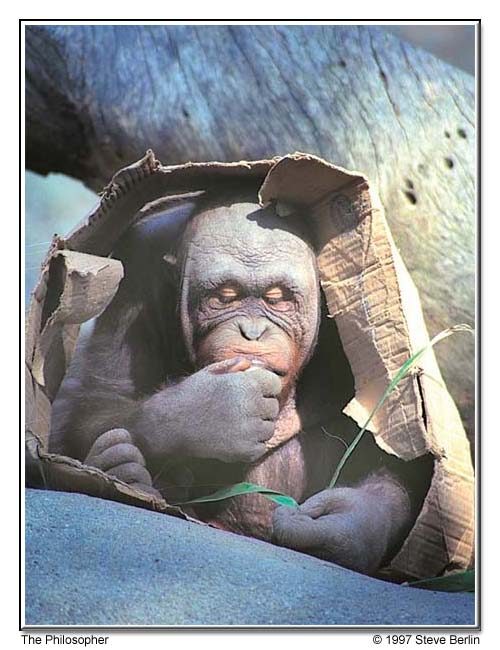 The Philosopher - Orangutan at Los Angeles Zoo