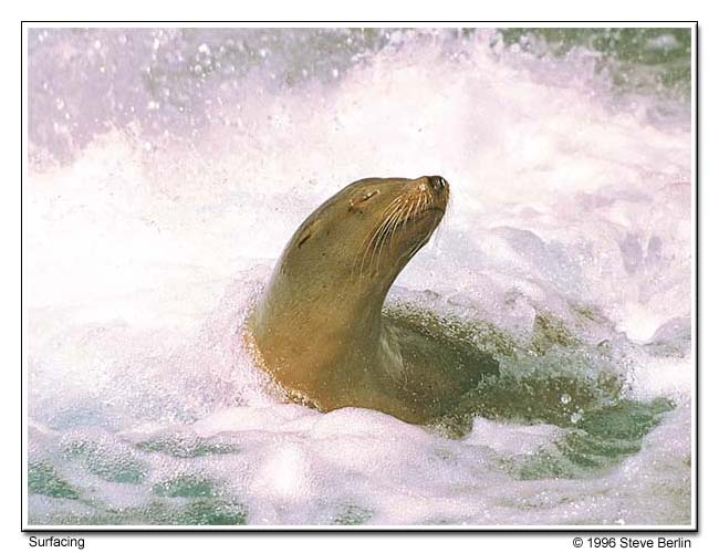 Surfacing - The Seal, Los Angeles Zoo