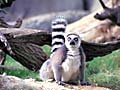 Ring Tailed Lemur, Los Angeles Zoo