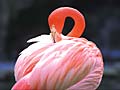 Pink Flamingo, Los Angeles Zoo