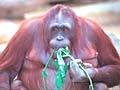 Orangutan eating grass at Los Angeles Zoo
