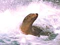 Seal surfacing at the Los Angeles Zoo